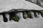 Sheshymore Limestone with classic kharstified exposures of the disolving fracture margins, Grikes, of tabular blocks of limestone pavement, Clints. Widened driven by post glacial disolution (McNamara, & Hennessy, 2010). Variscan folding initiated the fractures (Coller, 1984).